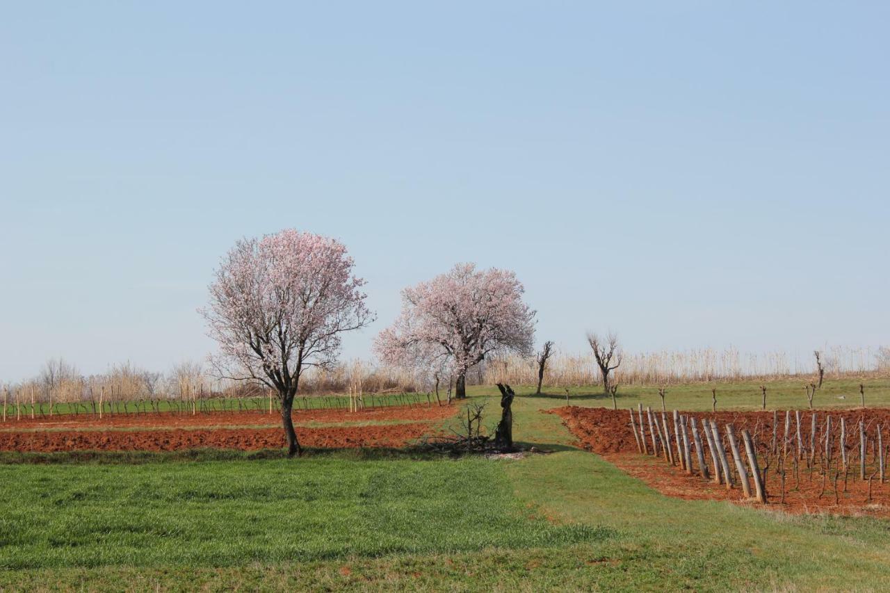 Tenuta Paljari Vižinada Екстериор снимка